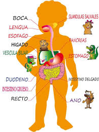Aparato Digestivo 2do Grado Paperblog Sistema Digestivo Para Ninos Cuerpo Humano Para Ninos El Cuerpo Humano Infantil