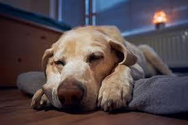 During this visit, we will come to your home in order to meet your pets and get a glimpse into their daily routine and individual needs in order to fully customize our service to your furry/ feathery little ones. Overnight Pet Sitting Pet And Home Care Clarksburg Bethesda Frederick
