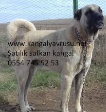 Dunyanin En Buyuk Kangal Kopegi Kangal Kopegi Kopek