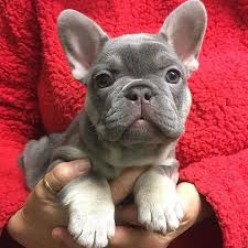 Black And Tan Frenchie Cost Pin By Supremecurlz On Frenchies R 4 Lovers Bulldog Bulldog Puppies French Bulldog Puppies