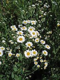 Image result for Ageratinastrum palustre