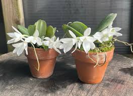 Image result for Aerangis splendida