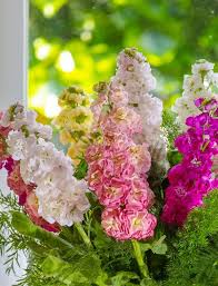 Image result for Matthiola