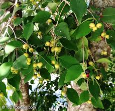 Image result for Eugenia aschersoniana