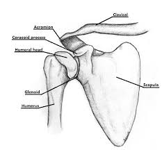 Another name for this bone is the shoulder blade. Illustration Of The Bony Anatomy Of The Shoulder Joint Complex Download Scientific Diagram