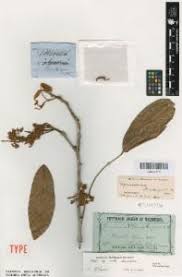 Image result for Embelia libeniana