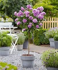 So Pflanzen Schneiden Uberwintern Sie Die Schonen Stamm Rosen Richtig Pflanzen Gartenpflanzen Bepflanzung