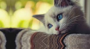 Check spelling or type a new query. Are You Hiding A Pet In Your Rented Property Cgt Lettings