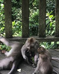 Desa taman tanda bedugul, kab. Monkeyforest Ubud Bali Indonesia Monkeycare Love Animals Kokotravelling Travellingwithkoko Bali Indonesia Ubud Bali