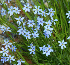 Bearing a color that has long been a symbol of royalty, purple flowers also suggest richness and elegance. Blue Note Blue Eyed Grass