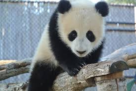 Toronto zoo keepers made giant panda da mao a snowman for enrichment! At Eight Months Old Toronto Zoo Panda Cubs Starting To Like Bamboo Citynews Toronto