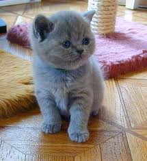 Blue British Shorthair Kitten Http Www Chatterie Samelise Com Default Php Page Galerie Photos Photos De Chats Mignons Chats Et Chatons Chat Mignon