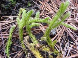 Image result for Lycopodium clavatum
