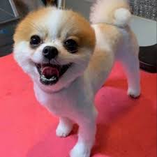 Is to make sure your furry friend has a safe, clean, and nurturing place to spend time in. Barka Barkstar Pet Salon And Resort Photos Facebook