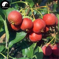 Most of the time, you can find hawthorn growing along the sides of sunny wooded hills. Buy Hawthorn Fruit Tree Seeds Plant Hawthorn Berry May Tree For Shan Za Tree Seeds Fruit Trees Planting Seeds