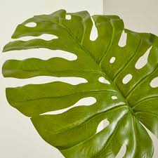 Here you can explore hq monstera leaf transparent illustrations, icons and clipart with filter setting polish your personal project or design with these monstera leaf transparent png images, make it. Artificial Monstera Leaf Reviews Crate And Barrel
