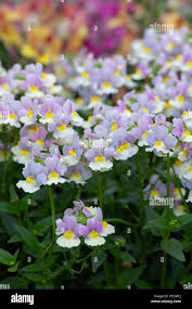 Image result for Nemesia fruticans