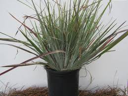 Image result for Aristida canescens