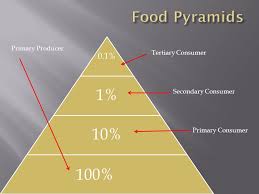 Check spelling or type a new query. Food Chains Food Webs Energy Pyramids A Visual Representation Of How Energy Is Transferred In A System Grassgrasshoppersnakehawk Producer Consumers Ppt Download
