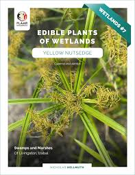 Image result for Pycreus macrostachyus