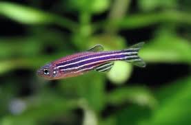 How To Tell If Your Zebra Danio Is A Male Or Female