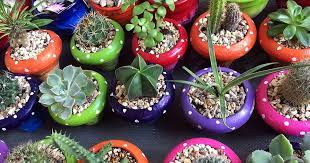 Comencemos definiendo que son las suculentas. Cactus Y Demas Suculentas Caracteristicas Cactus Y Suculentas