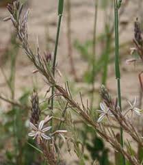 Image result for Trachyandra saltii