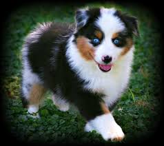 Select a letter for a list of dog breeds. Bar Kl Miniature Australian Shepherds Miniature Australian Shepherd American Shepherd Australian Shepherd