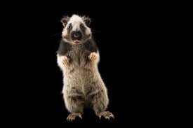 It lives primarily in the upper branches of trees in lowland tropical rainforests and montane rain forests. Photo Ark Northern Luzon Giant Cloud Rat National Geographic Society