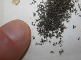 Natural Repellent For Gnats Fruit Flies How To Get Rid Of Gnats Fruit Flies Natural Repellent