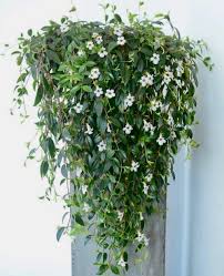 Image result for Ceropegia crassifolia