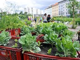 Hängende zimmerpflanzen können die beste hänge. Die Hangenden Garten Von Berlin Archiv