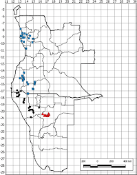 Image result for Barleria megalosiphon