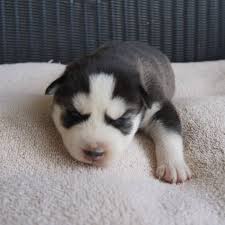 All our puppies must go to good homes who have time for a new addition to there family's. This Husky Puppy Trying To Howl For The First Time Is Absolutely Adorable Video