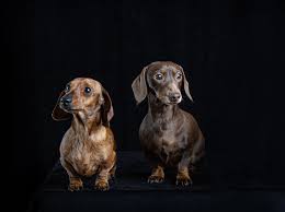 Packages + pricing fun + easy. Pet Photography By Caroline Trotter Just 65 For A Session