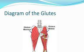 You probably sit on your glutes ten hours a day at work and during your commute. Glutes Diagram 1 The Gluteal Muscles Often Called Glutes Are A Group Of Three Muscles Which Make Up The Gluteal Region Commonly Known As The Buttocks Genevie Bernardino