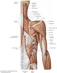Human anatomy from the back. Shoulder Arm Atlas Of Anatomy Shoulder Muscle Anatomy Human Body Anatomy Muscle Anatomy