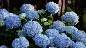 A fertilizer low in phosphorus and high in potassium is helpful in producing a good blue color (25/5/30 is good. How To Change Your Hydrangea Color Blue Pink White Hydrangeas Southern Living
