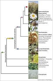 A cell wall, a large central vacuole, and chloroplasts. Evolution And Diversity Of Green Plant Cell Walls Sciencedirect