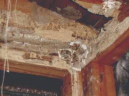 Get a 9.000 second the termites on the ceiling stock footage at 25fps. Termite Ceiling Damage Termites In Ceilings