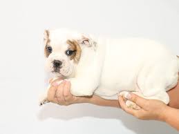 This is certainly not an exhaustive list, but here are a few of the most popular dog breeds English Bulldog Puppies My Next Puppy