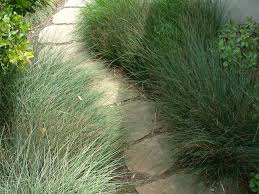 Image result for Juncus
