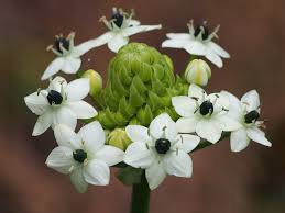 Image result for Ornithogalum flexuosum