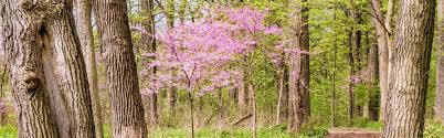 The fruit of the black ash tree is of the samara variety, meaning it is a winged pod. Best Small Trees For Small Spaces In Northern Virginia Green Vista Tree Care