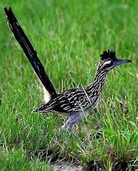 Birds Of Texas Hill Country Pictures Pin On Birds