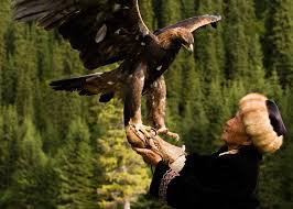 Kazakistan Dan Eagle Hunter Animals Bald Eagle
