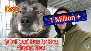 Annesi trafik kazasında öldü kardesleri hepsi sahiplenildi birtek bu cocuk kaldı cok şeker akılı 4 aylık kada kurdu ve coban melezi lütfen gercekten seven ve ömürboyu onu sevecek dostlar arasın. Bu Dev Alfa Kurda Yaklasabilen Kangala 50 Bin Tl Odul Tum Turkiye Ye Rest Youtube