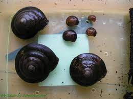 Caracolus Excellence Wildlife Photo Gallery Tieres Webseite