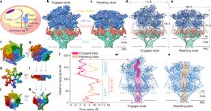 Untuk mendeteksi parasit malaria, harus diamati paling tidak 100 bidang pandang dengan perbesaran kuat dari apusan tebal darah. Malaria Parasite Translocon Structure And Mechanism Of Effector Export Nature