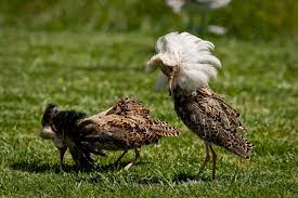 A large round collar of pleated muslin or linen worn by men and women of the late 16th and early 17th centuries. Ruff Bird Wikipedia